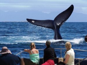 Avistamiento de ballenas en Sudáfrica