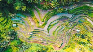vista aerea de un arrozal en indonesia