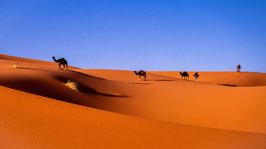 desierto de dunas y dromedarios